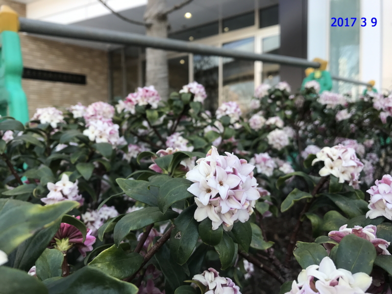 f:id:TYOWGN_OBS:20170314171334j:plain