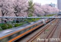 [E233系]桜×E233系