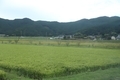 予讃線の車窓風景（卯之町付近）