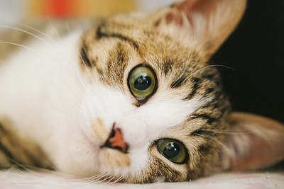 f:id:T_A_T:20220124191819j:plain