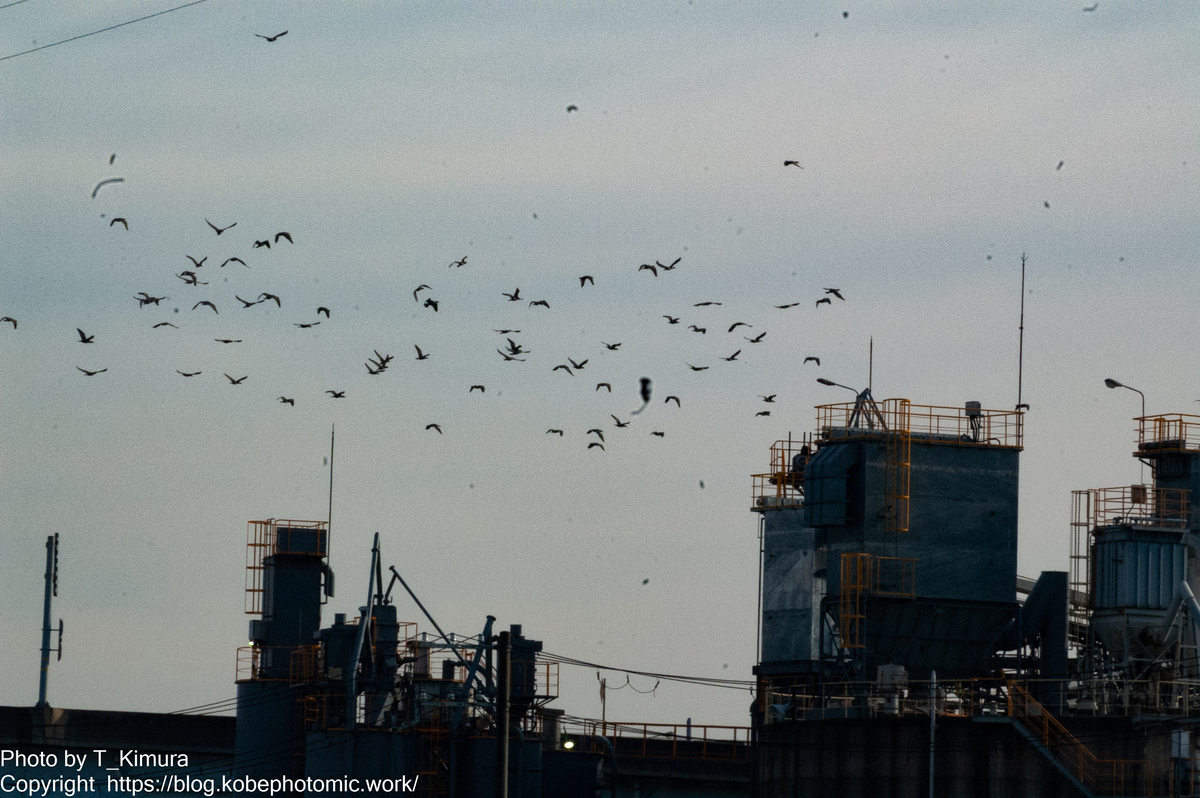 後から気づくセンサーのゴミ - 雑食カメラマンの雑感記