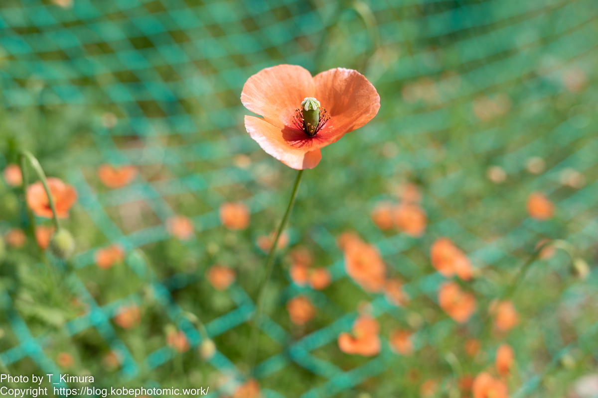 f:id:T_Kimurra:20220413230817j:plain