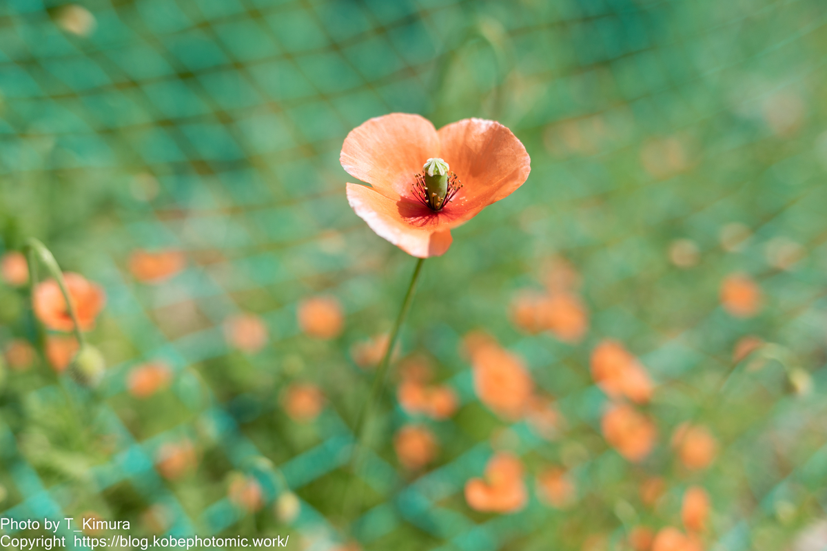 f:id:T_Kimurra:20220413230832j:plain