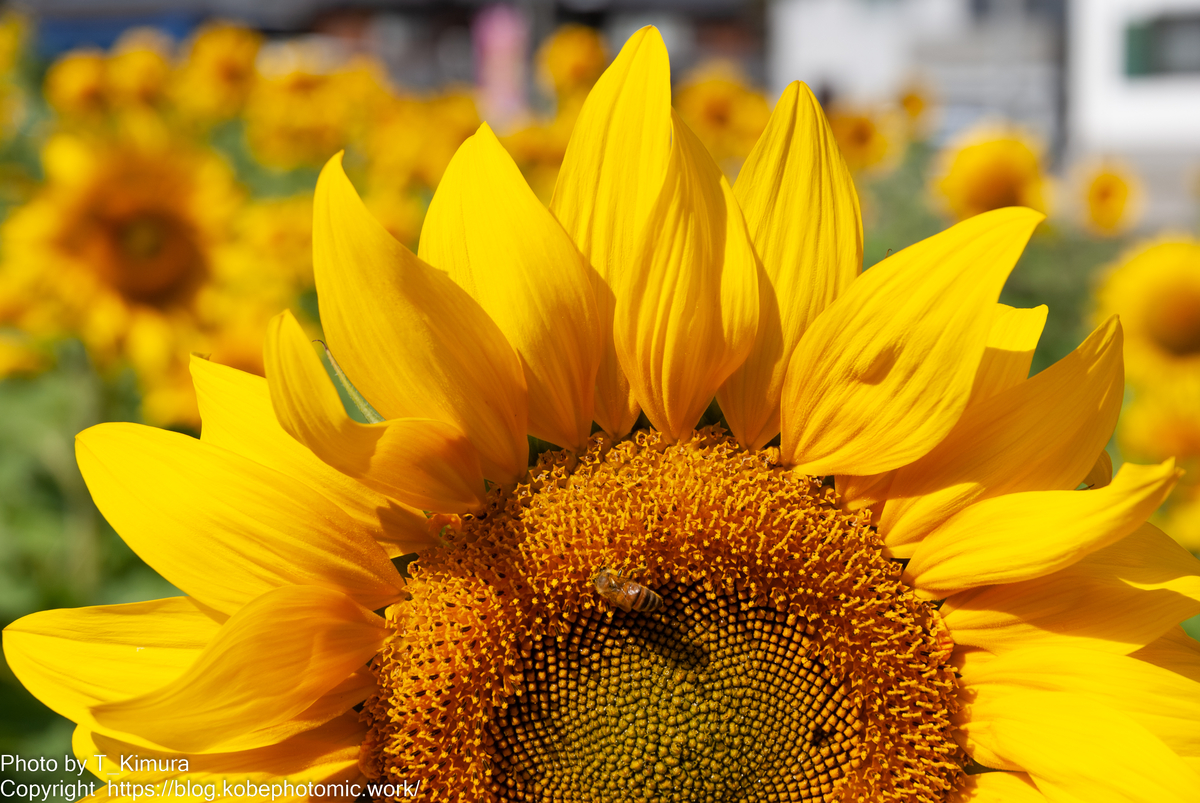 H&D 幻の水晶置物　向日葵 デザイン小物 クリスマスプレセント 並行輸入 QFkris Forget-Me-Notクリスタルフラワーフィギュア クリスタルブルーフラワー置物 テーブル クリスタルフラワー  コレクターオーナメント ホームデコレーション お土産ギフト