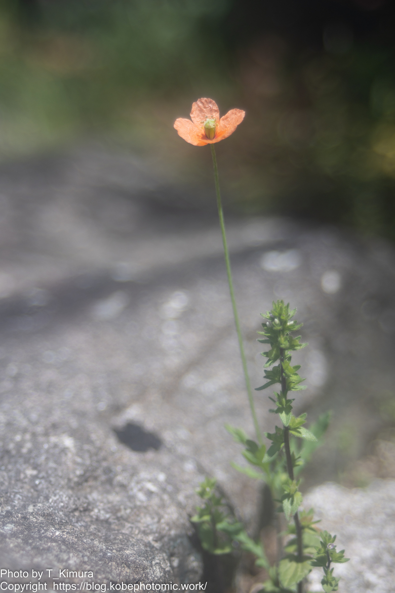 PENTAX A Zoom 28-80㎜ F3.5-4.5 - 雑食カメラマンの雑感記