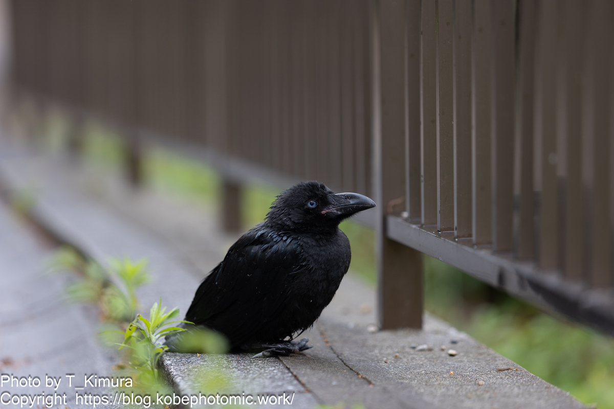 カラス撃退 忌避 カラス撃退！カラスなぜ逃げる標準タイプ 10個セット