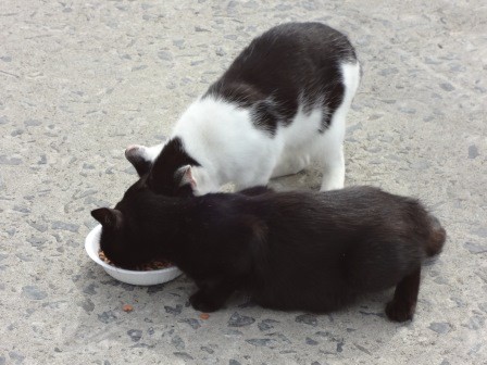 f:id:T_S:20140915131144j:image:left