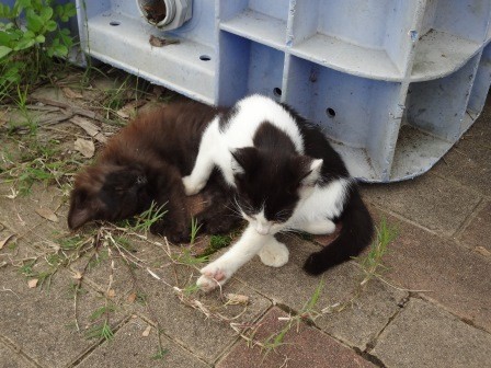 f:id:T_S:20140915133743j:image:left