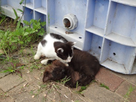 f:id:T_S:20140915133752j:image:left