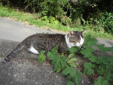 f:id:T_S:20140915140043j:image:left