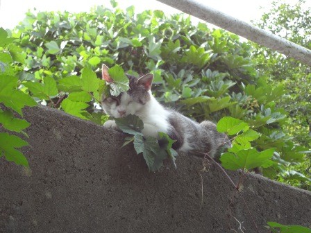 f:id:T_S:20140915140210j:image:left