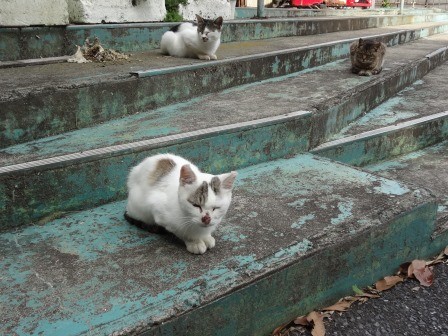 f:id:T_S:20140915140545j:image:left