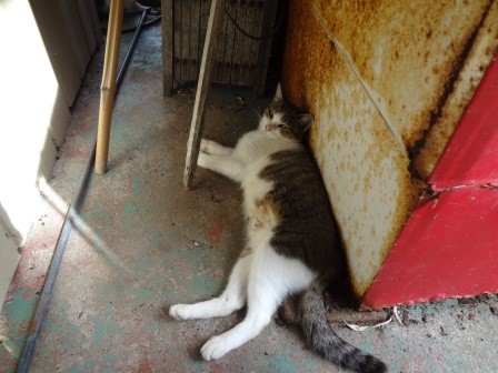 f:id:T_S:20140915141252j:image:left