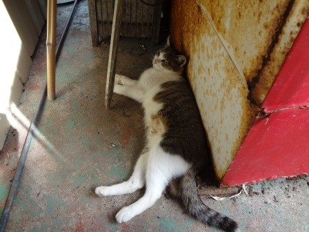 f:id:T_S:20140915141304j:image:left