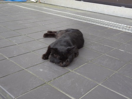 f:id:T_S:20140915144928j:image:left