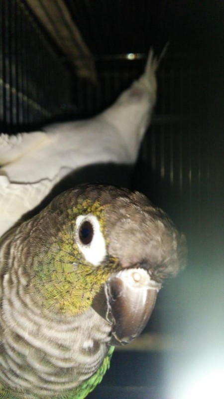 f:id:T_S:20151102005655j:image