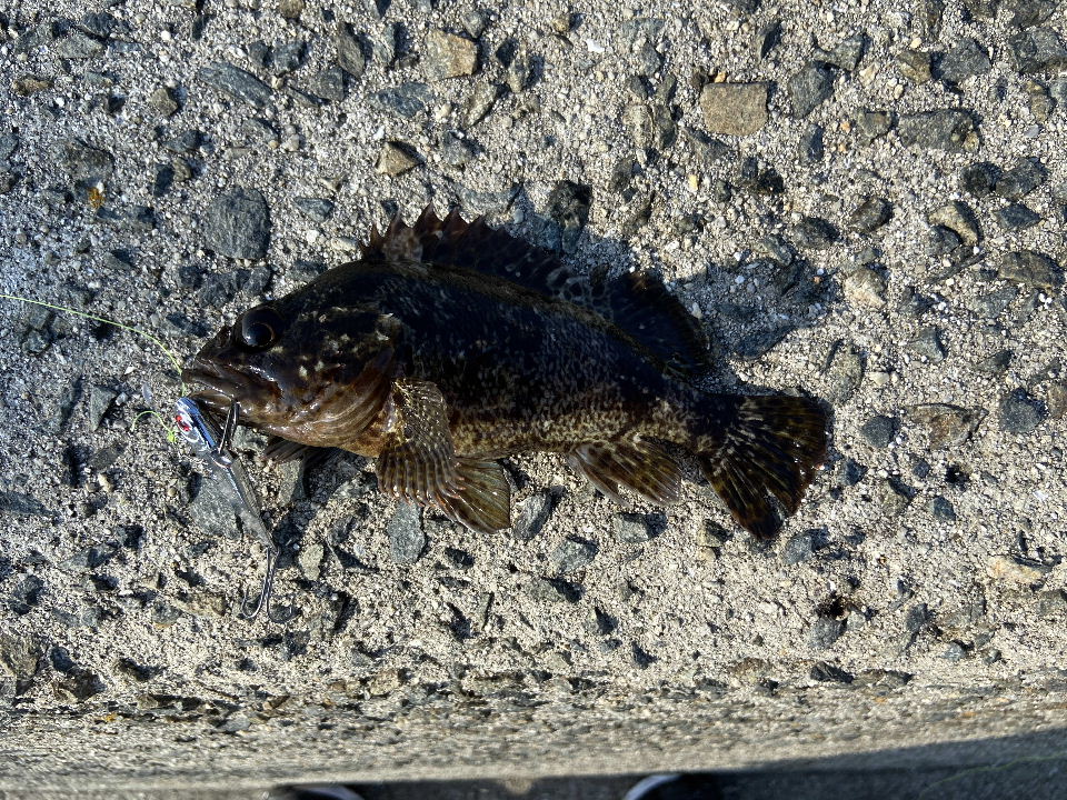 ①/2週刊 日本の魚釣り まとめ売り 大量 アシェット