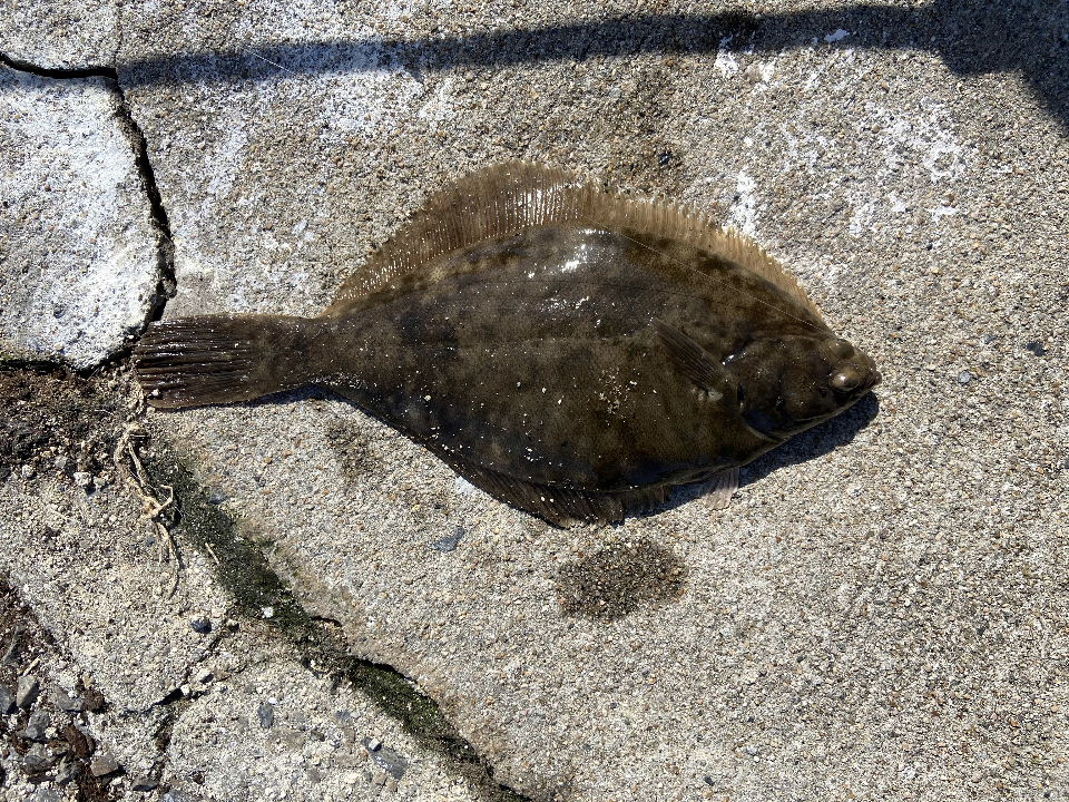 カレイ（32㎝）
