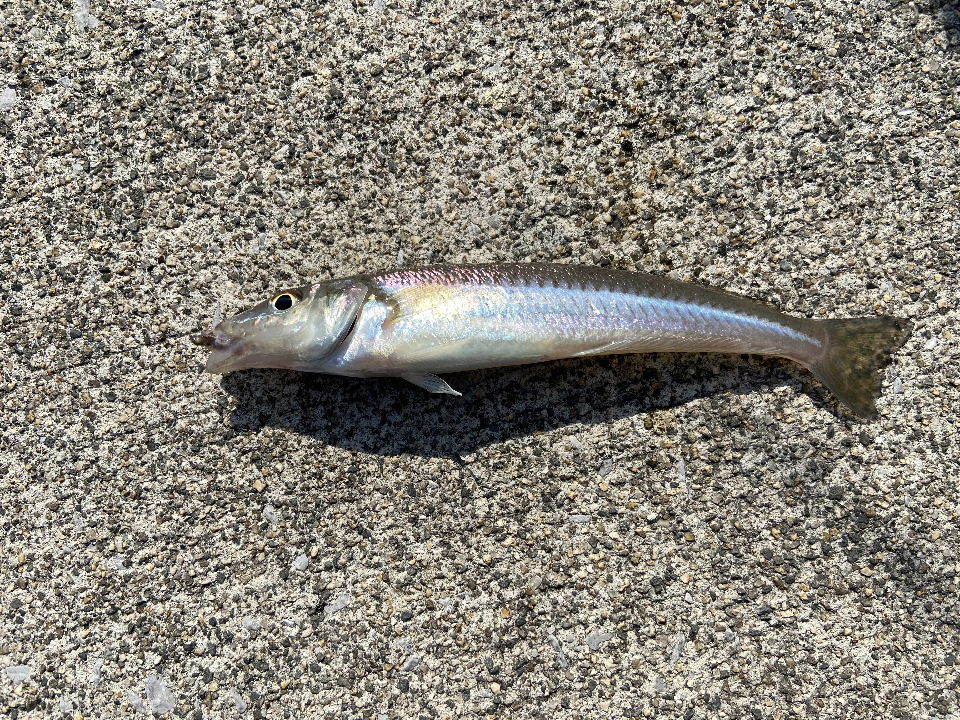 釣行第42弾 キスを釣りに行ったら まさかが起きた 晴れたら釣りへ そして島飯