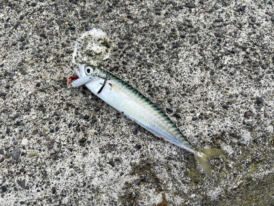 釣行第49弾 苫小牧魚港チャレンジ ダイソ マイクロジグで釣る 晴れたら釣りへ そして島飯