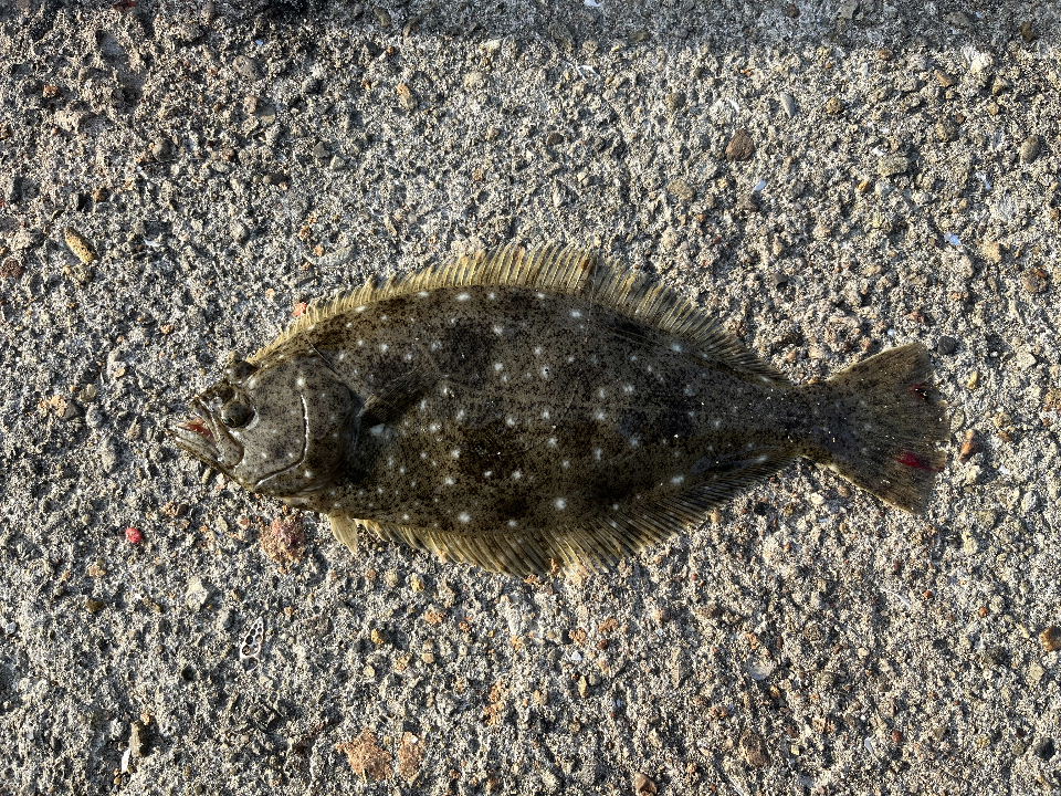 青虫で釣れたヒラメ