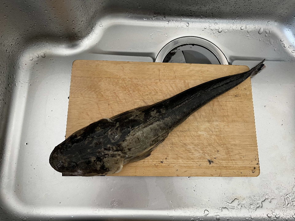 今日の釣果（マゴチ）