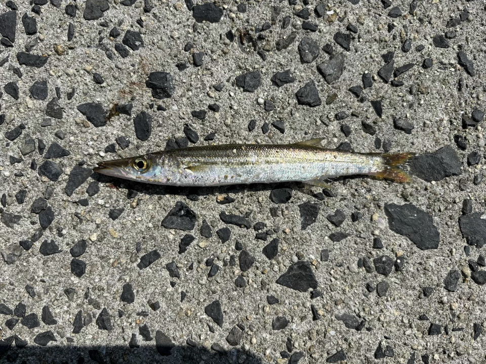 巻取り中に喰いついてきたミズカマス