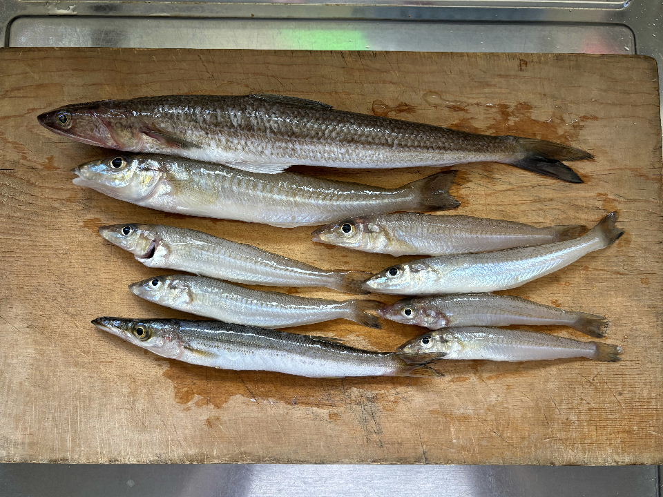 今日の釣果(いろいろ)