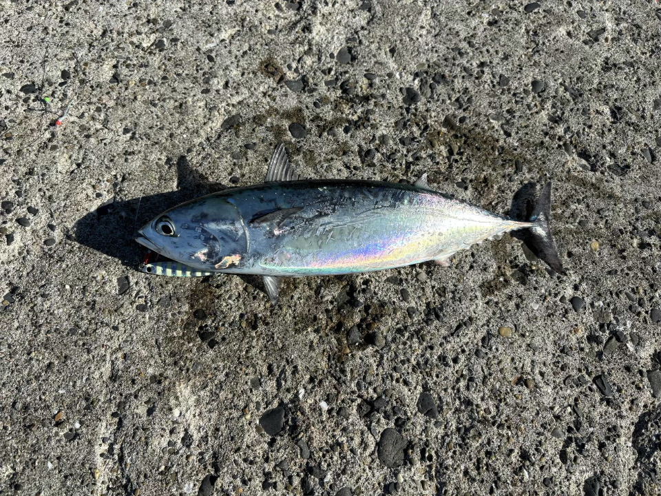 今シーズン初のソウダカツオ