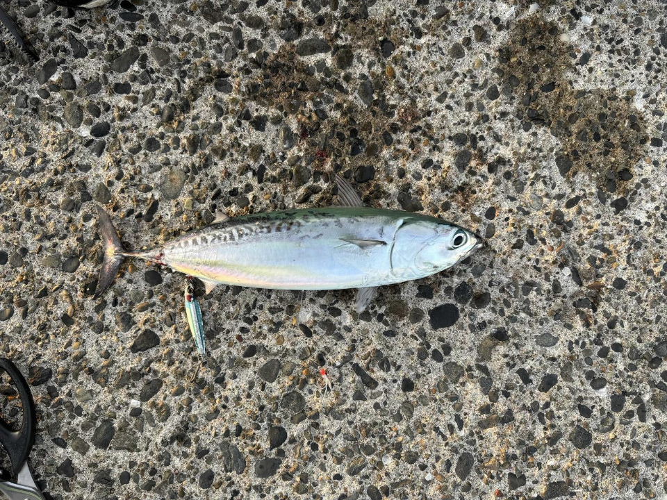 2匹目のソウダカツオ