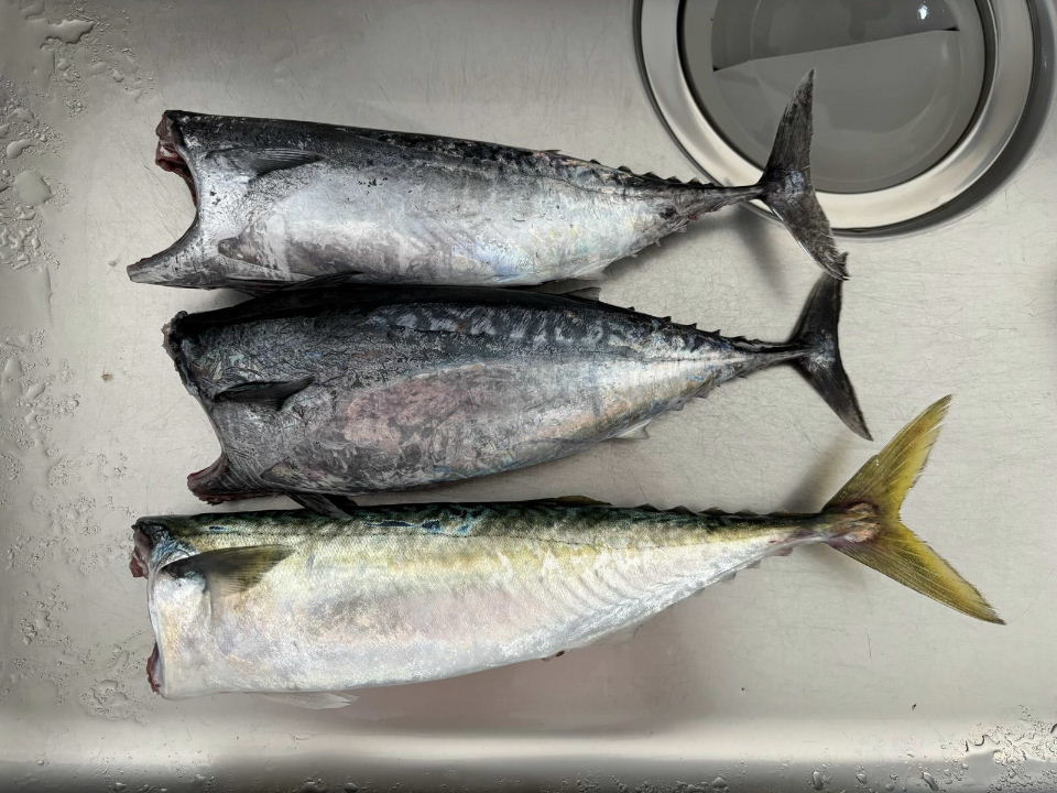 今日の釣果(ソウダガツオなど)