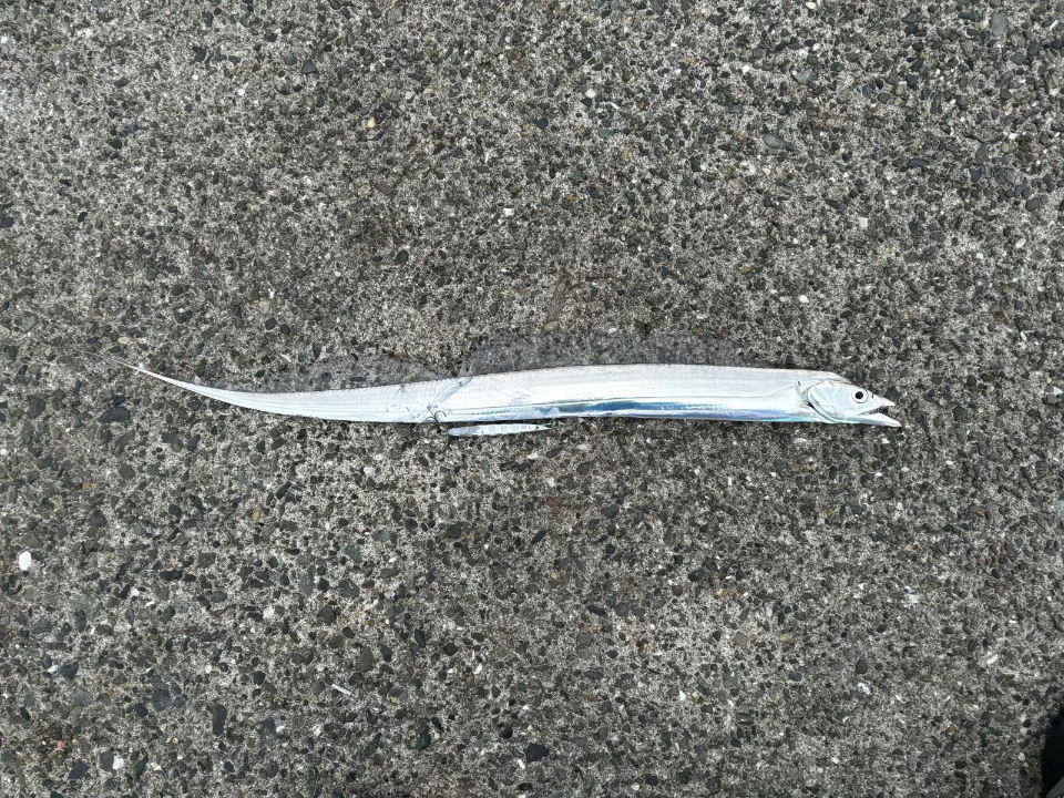スレ掛かりだった2尾目のタチウオ