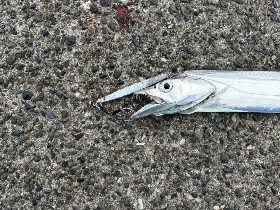 3尾目はフロントフックに