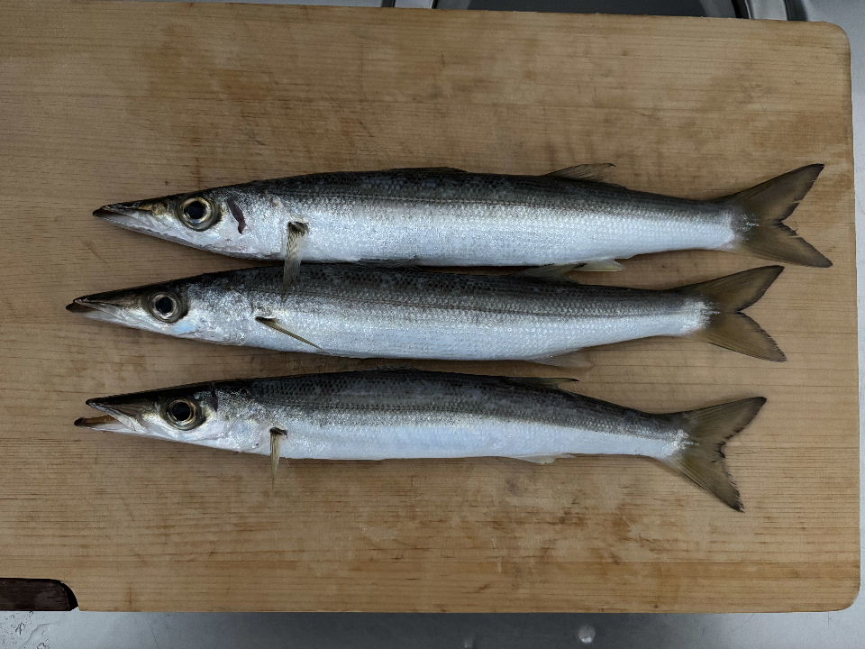 今日の釣果(カマスx3）