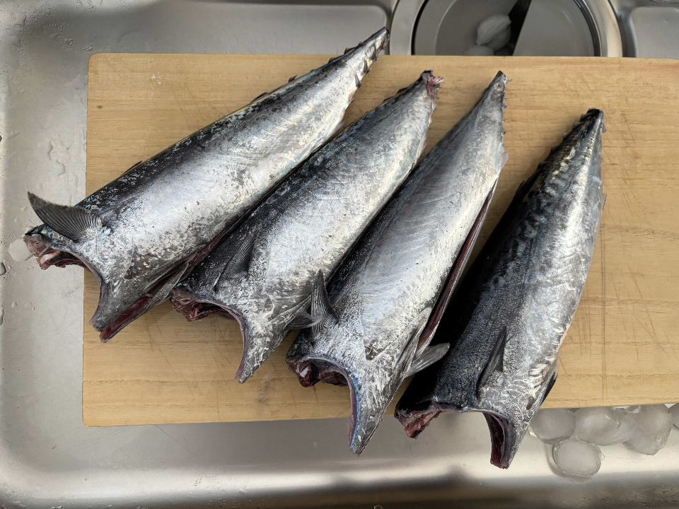 今日の釣果(ソウダガツオ)