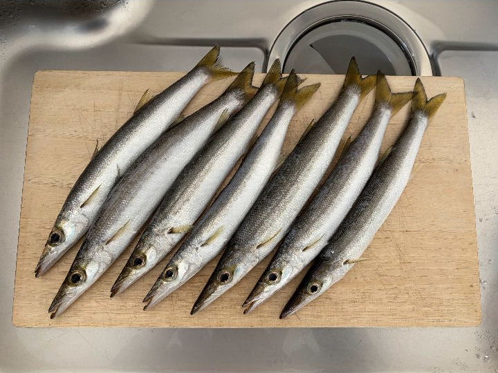 今日の釣果（カマスｘ７）