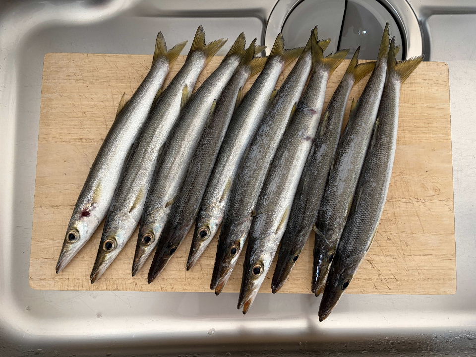 今日の釣果(カマスx10)
