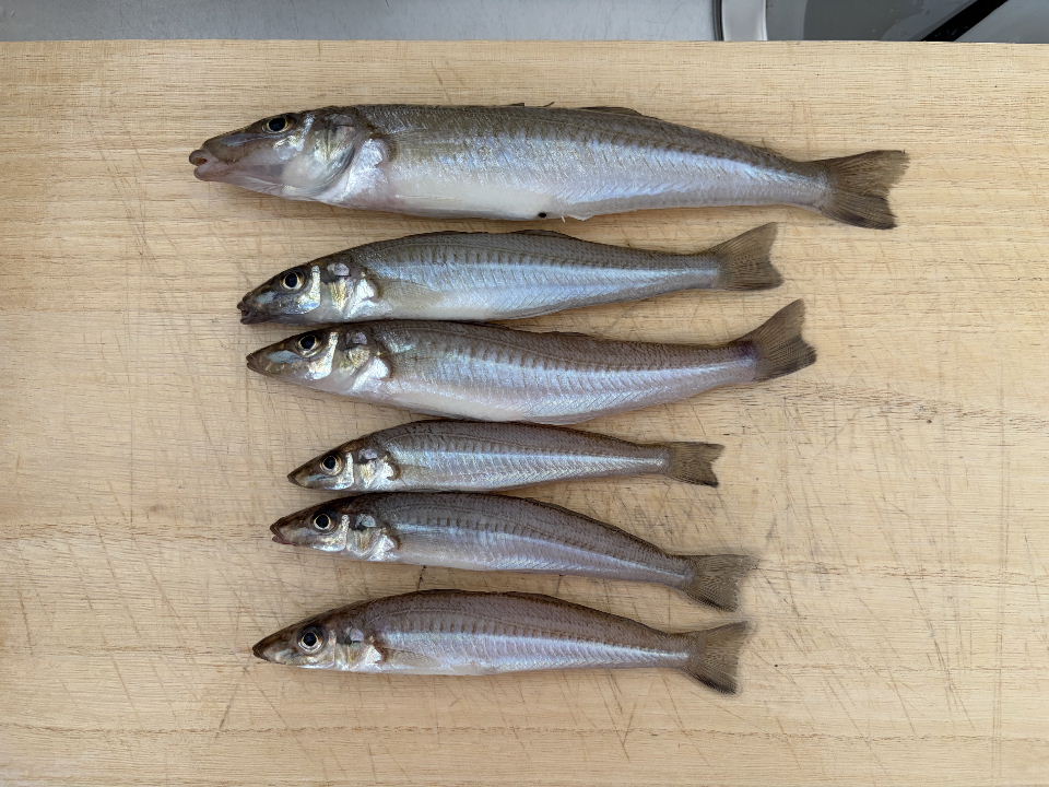今日の釣果