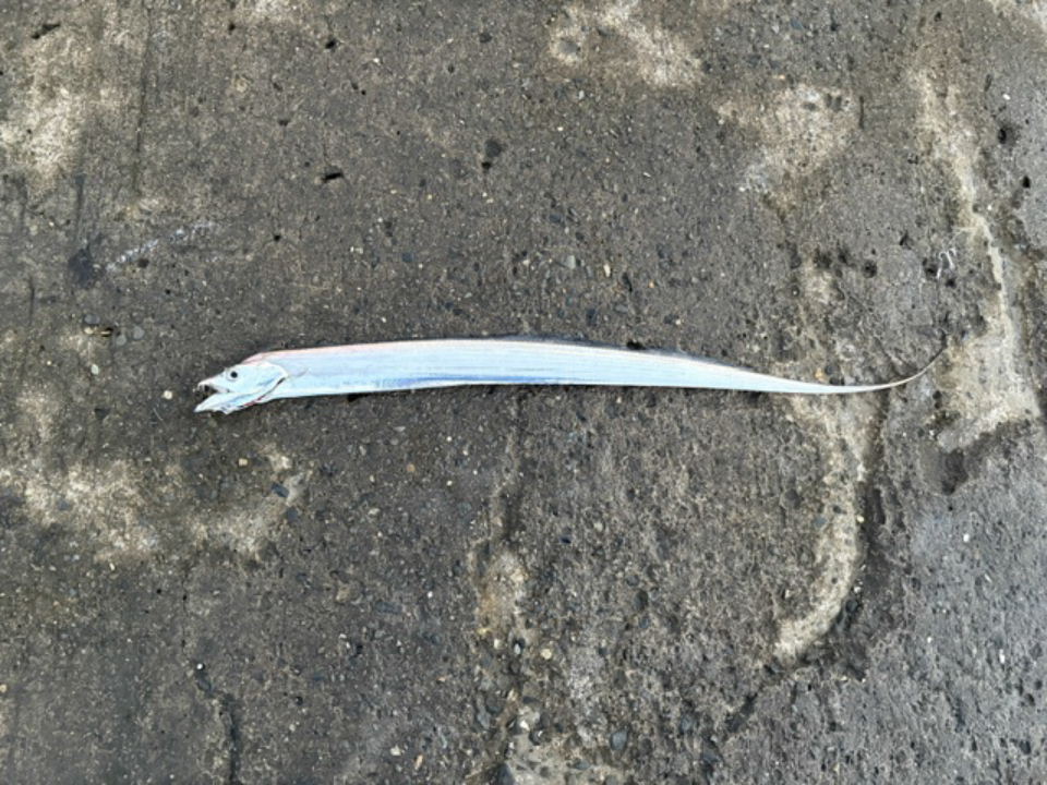 2匹目のタチウオ