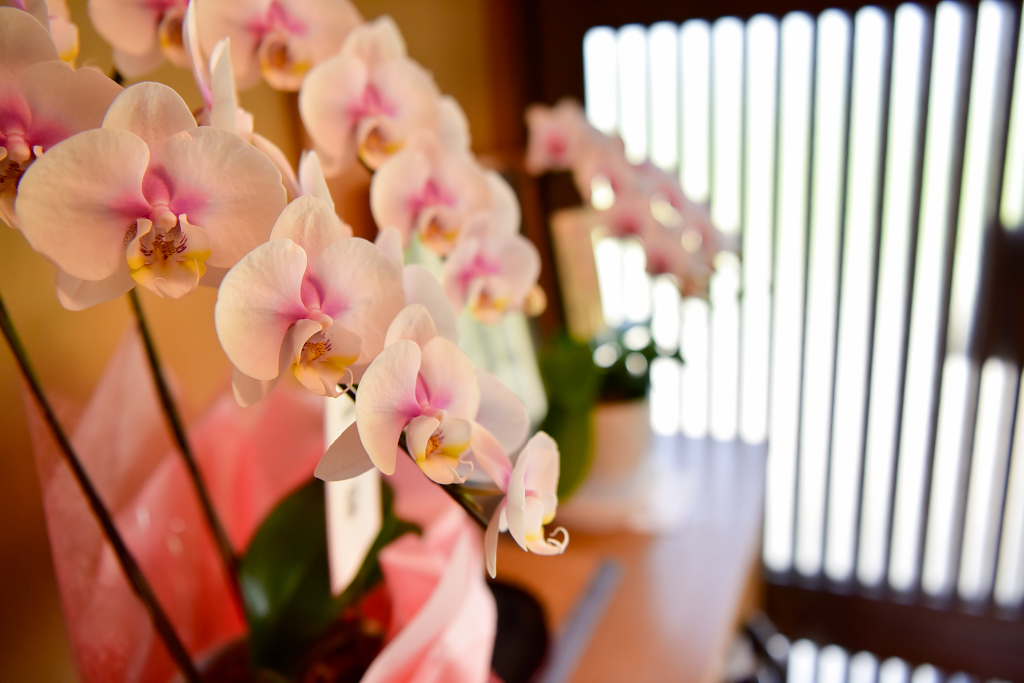 f:id:T_yuki:20210113103047j:plain