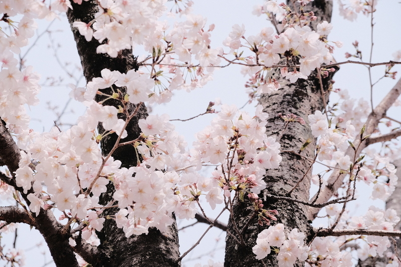 f:id:Ta-nya:20200326184229j:plain