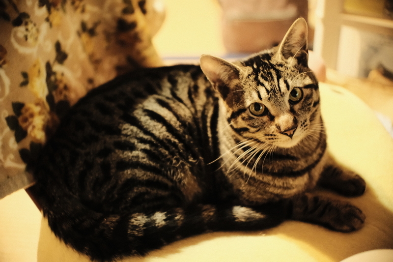 f:id:Ta-nya:20200329220050j:plain