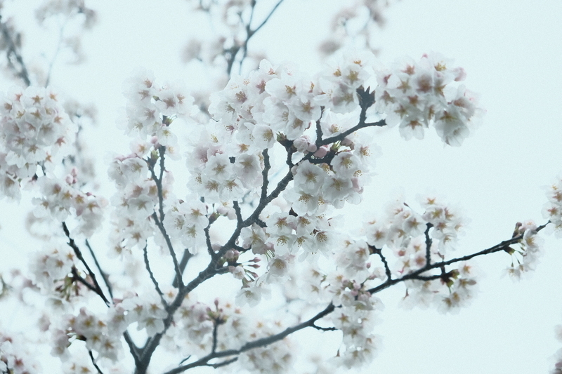 f:id:Ta-nya:20200401205327j:plain