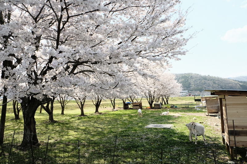 f:id:Ta-nya:20200405140500j:plain f:id:Ta-nya:20200405140500j:plain