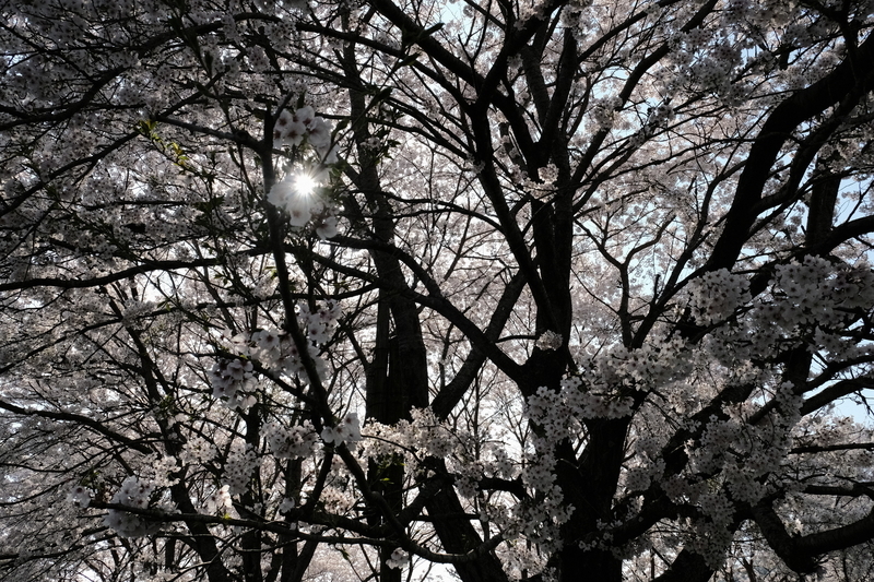 f:id:Ta-nya:20200405140622j:plain