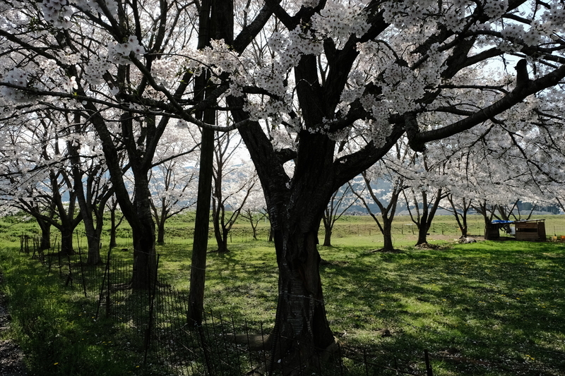 f:id:Ta-nya:20200405140642j:plain
