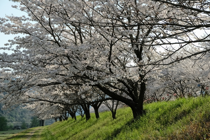 f:id:Ta-nya:20200405140821j:plain f:id:Ta-nya:20200405140821j:plain