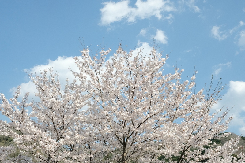 f:id:Ta-nya:20200405141346j:plain
