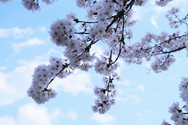 f:id:Ta-nya:20200405143654j:plain