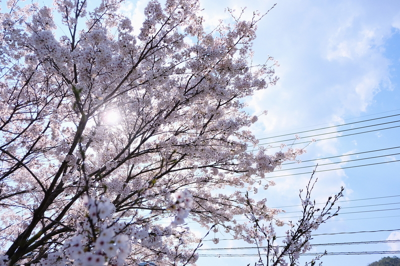 f:id:Ta-nya:20200405143713j:plain f:id:Ta-nya:20200405143713j:plain